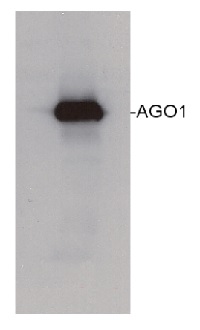 AGO1 | Argonaute 1 in the group Antibodies Plant/Algal / DNA/RNA/Cell Cycle / plant RNA at Agrisera AB (Antibodies for research) (AS09 527)